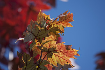 Colorful autumn branch of leaves on blue sky