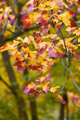 Autumn park