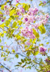 Fototapeta na wymiar Lagerstroemia loudonii flower tree on blue sky background 