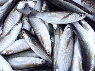 Mullet fish prepared 
