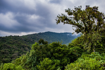 Costa Rica Rain Forest