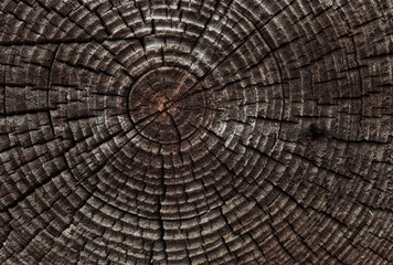 old timber background