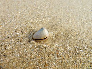 Sea shells on the beach