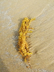 Seaweed on the beach