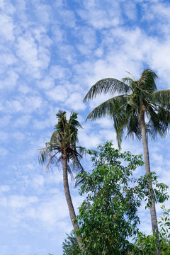 Coconut tree beautiful vertical landscape