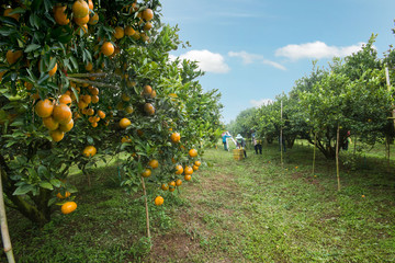 harvesting oranges