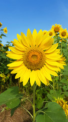 Sunflowers blooming against a bright sky