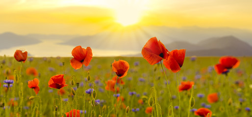 Fototapeta na wymiar Red poppy field in the light of the rising sun