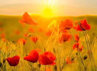 Obraz premium Red poppy field in the light of the rising sun