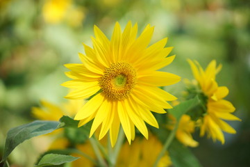 Couple sunflowers with blurred background