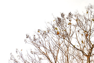 natural wood texture background .