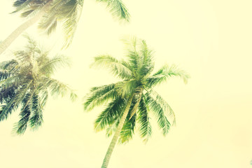 Fototapeta na wymiar Palm Trees Jungle Toned Landscape Tropical View