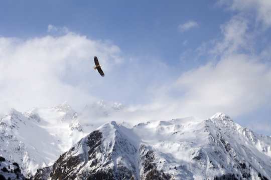 Bald eagle over mountains