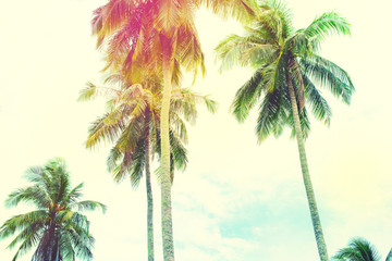 Obraz na płótnie Canvas Palm Trees Jungle Toned Landscape Tropical View