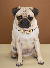 A pug posing in a studio against a cream and brown wall