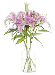 Beautiful Pink Lily in a vase isolated on a white background.
