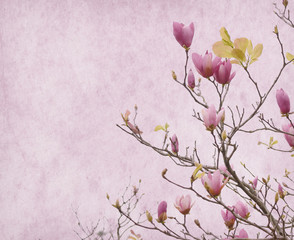 Pink magnolia flowers on old paper background