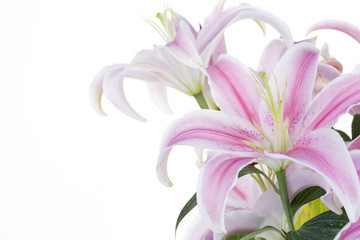 Beautiful Pink Lily isolated on a white background.