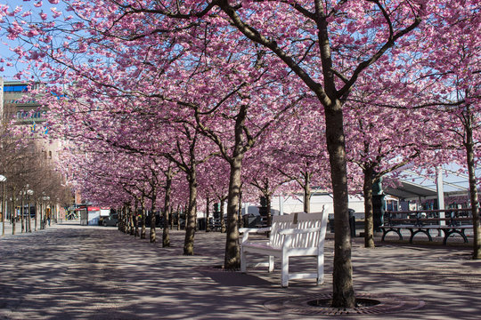 Cherry blossom, Kungstr&auml;dg&aring;rden