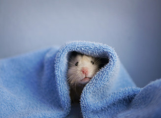 A hamster in a blue towel. Blue background.