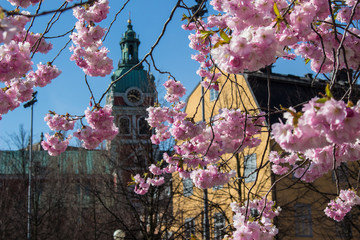 Cherry blossom, Kungsträdgården