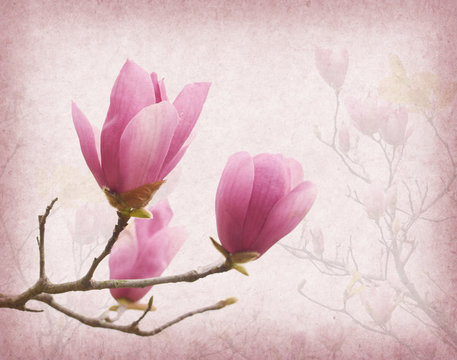 Fototapeta Pink magnolia flowers on old paper background