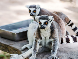 Lemur catta