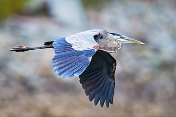 Great Blue Heron in Flight