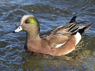 Male American Wigeon