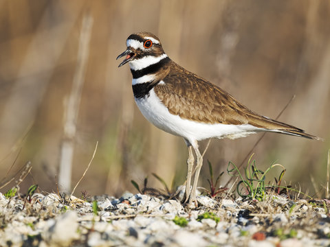 Killdeer
