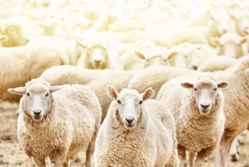 Afwasbaar Fotobehang Schaap Kudde schapen