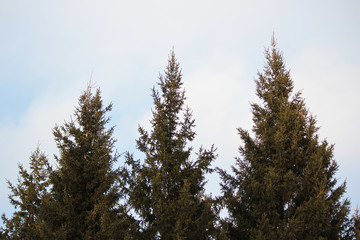 три ели. Верхушки хвойных деревьев на фоне неба