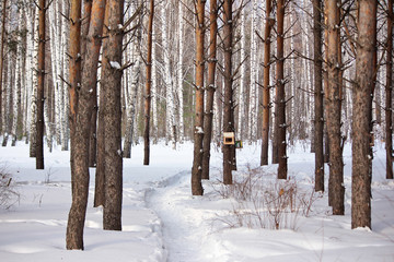 Сосновый лес зимой. Много стволов сосен. © alenuka