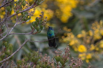 Hummingbird