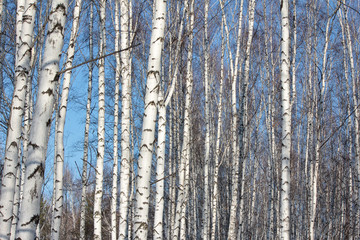 Молодой березовый лес. Стволы и голые ветви березняка на фоне синего зимнего неба