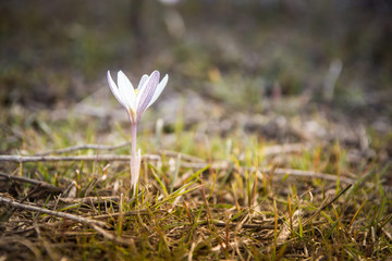 Crocus primrose. First spring flowers. Almaty, Kazakhstan