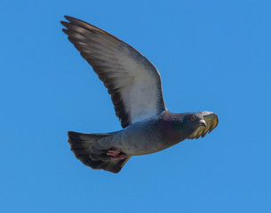 Rock pigeons in flight in Martinez shoreline