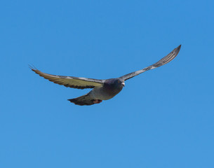 Fototapeta na wymiar Rock pigeons in flight in Martinez shoreline
