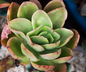 succulent plant in the garden