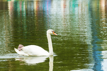 Swan in lake