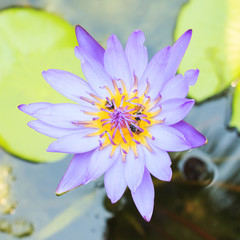 Close up lotus with bee in pond.