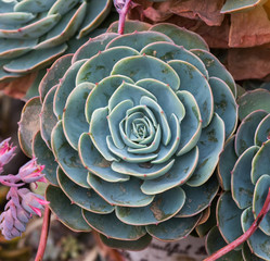 succulent plant in the garden