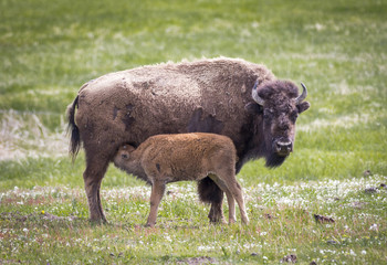 Fototapeta premium bison in grasslands of Yellowstone National Park in Wyoming in the United States of America