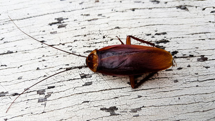  Cockroach isolated on white background