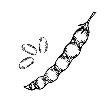 kidney beans doodle style sketch illustration, ink hand drawn, isolated.