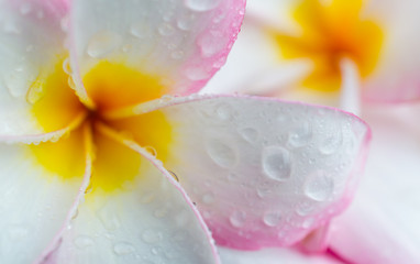 plumeria flower with water drops