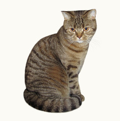 The Scottish Straight cat sits and stares at something. White background.