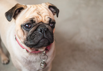 brown pug dog wondering, two big eyes looking at right corner of frame