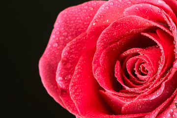 Closeup single red rose with drops of dew 