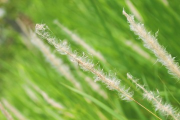 Natural weed background